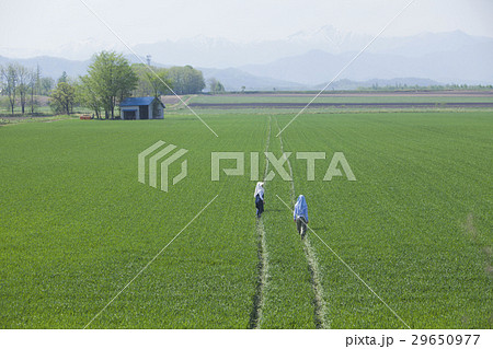 農家の女性 農家の女性 29650977