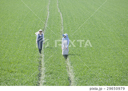 農家の女性 農家の女性 29650979
