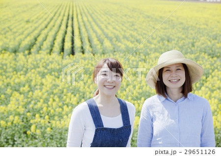 菜の花畑 29651126