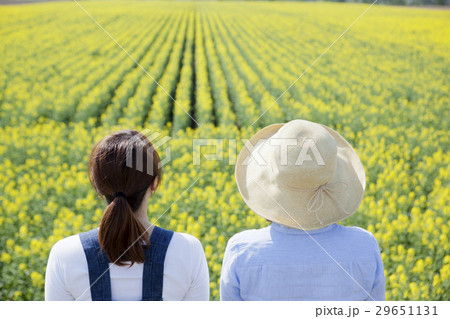 菜の花畑 29651131