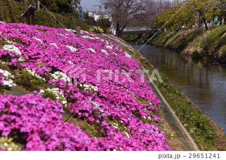 渋田川沿いの芝桜 29651241