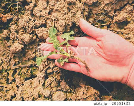 Pink skin hand yanks a small oilseed rape plant Pink skin hand yanks a small oilseed rape plant 29651332