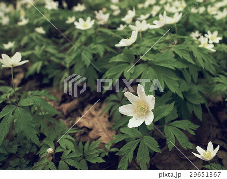 Flowering anemone nemorosa or thimbleweed  29651367