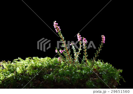 Blossoming heather (Calluna vulgaris) Blossoming heather (Calluna vulgaris) 29651560