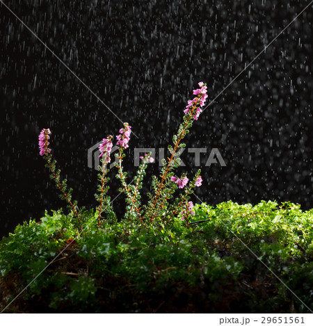 Rain and ling 29651561