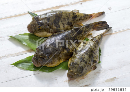 ヒガンフグ ヒガンフグ 29651655