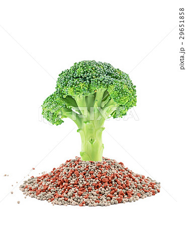 Green broccoli closeup on the mineral fertilizers Green broccoli closeup on the mineral fertilizers 29651858