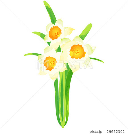 誕生花・1月・スイセン 29652302