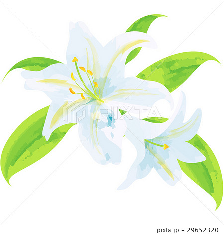 Birth Flower July Lily Stock Illustration