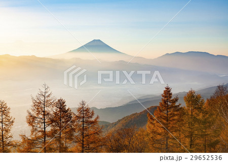 富士山と紅葉のカラマツ 山梨県甘利山にての写真素材