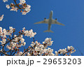 桜とB787 29653203
