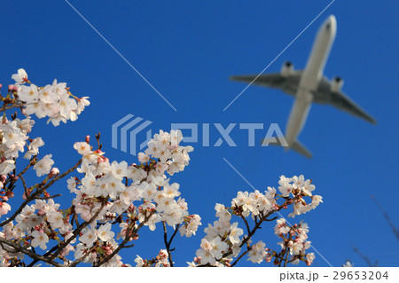 桜とB777 29653204