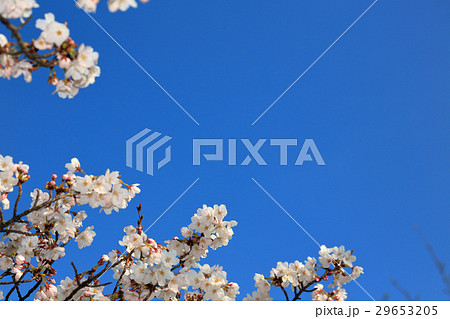 さくらフレーム 29653205