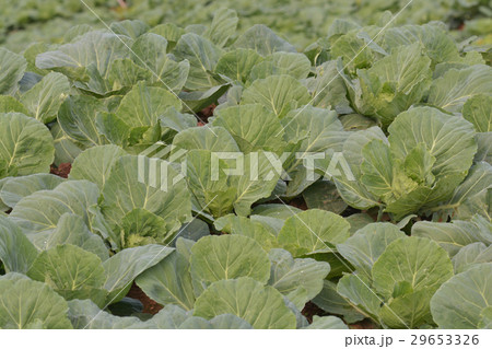 Cabbage field. Thailand 29653326