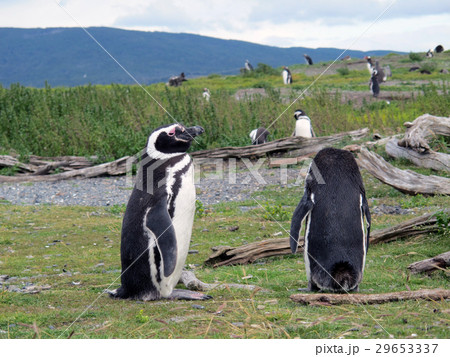 ウスアイア-ペンギン島 29653337