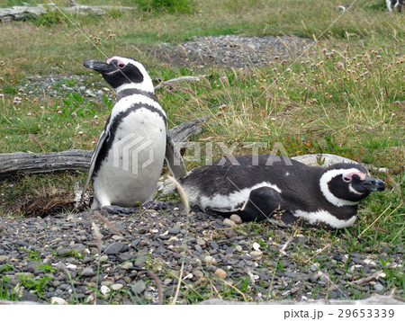 ウスアイア-ペンギン島 29653339
