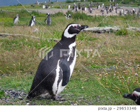 ウスアイア-ペンギン島 29653346