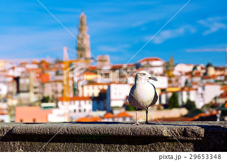 Seagull and Torre dos Clerigos in Lisbon, Portugal 29653348