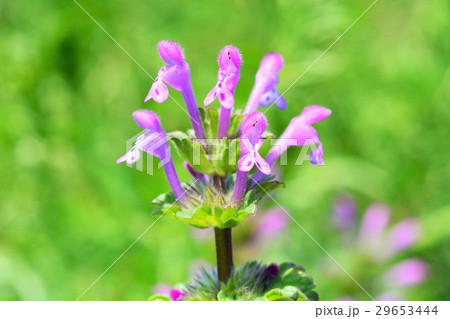 ホトケノザ 29653444