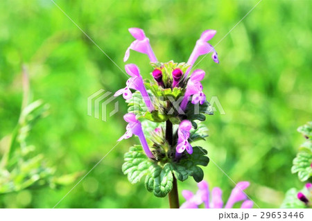 ホトケノザ 29653446