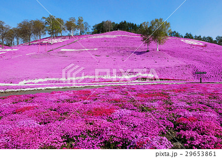 芝桜庭園 29653861