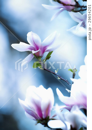 Closeup of Magnolia Flower at Blossom 29654201