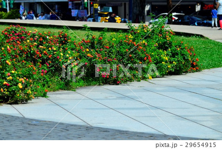 花 フラワー お花 29654915