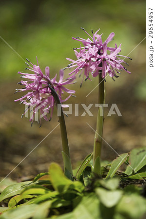 ショウジョウバカマ メランチウム科 山野草 植物 花 葉 緑色 春 自然の写真素材