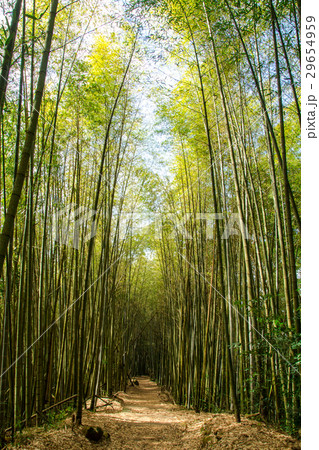 竹藪 竹薮 タケヤブ 29654959