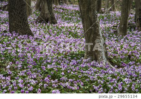 カタク リ片栗 ユリ科 山野草 野草 自然 春 三毳山 みかも山 カタクリ群生地 岩舟町 栃木県の写真素材