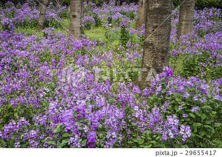 オオアラセイトウ ショカツサイ ムラサキハナナ ハナダイコン アブラナ科 野草 紫色 花 春の写真素材
