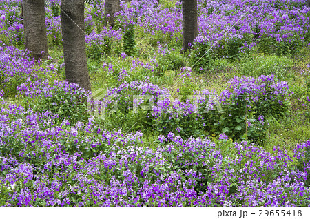 オオアラセイトウ ショカツサイ ムラサキハナナ ハナダイコン アブラナ科 野草 紫色 花 春の写真素材
