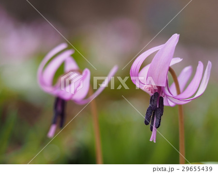 カタクリの花 29655439