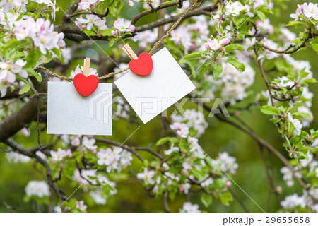 blank card pinned on blossom apple tree 29655658