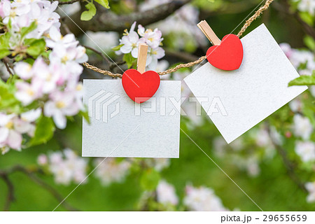blank card pinned on blossom apple tree. 29655659
