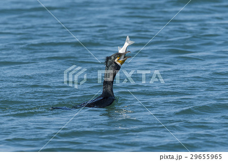 魚を飲み込むウミウ 29655965