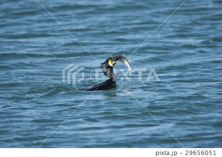 魚を捕えたウミウ 29656051
