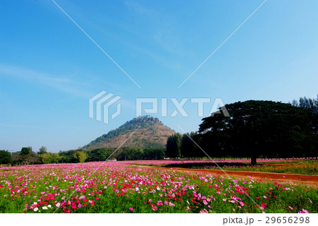 A landscape view of cosmos flower field (farm) 29656298