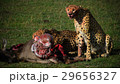 チーター 29656327