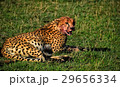 チーター 29656334