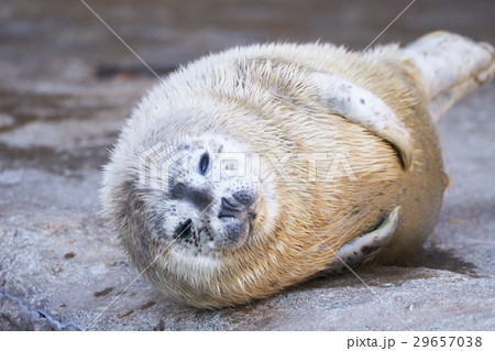 ゴマフアザラシの赤ちゃん 29657038