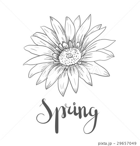 Hand drawn vector pen and ink illustration of 29657049