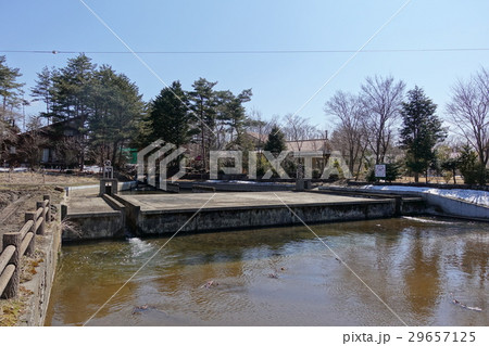 千ヶ滝湯川用水温水路（４月上旬） 29657125