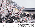 Japanese Plum in Cloudy day (selective focus) 29657319