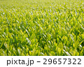 Close up of tea fields (Selective focus) 29657322