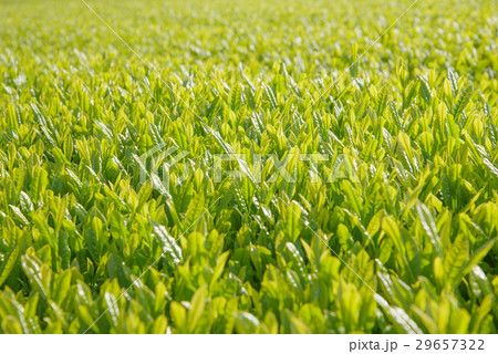 Close up of tea fields (Selective focus) 29657322
