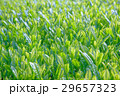 Close up of tea fields (Selective focus) 29657323