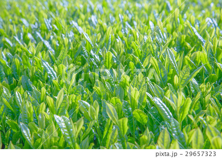Close up of tea fields (Selective focus) 29657323