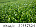 Close up of tea fields (Selective focus) 29657324