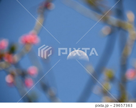 桜 さくら サクラ 29657363